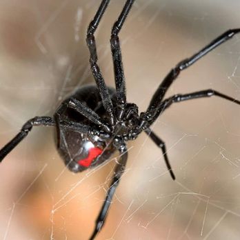 West Metro Pest Control - Black Widow Spiders - Pest Control Near Me West Metro Pest Control - Black Widow Spiders - Pest Control Near Me