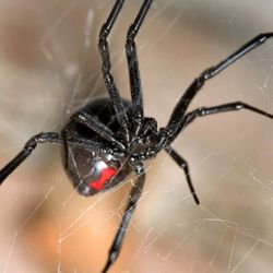West Metro Pest Control - Black Widow Spiders