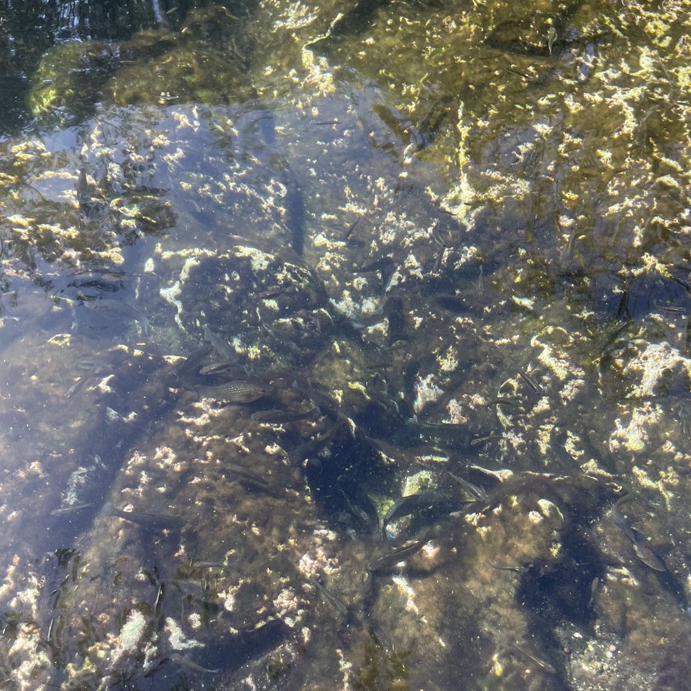 Cenote Azul - Lakes Near Me - Chacalal, ROO