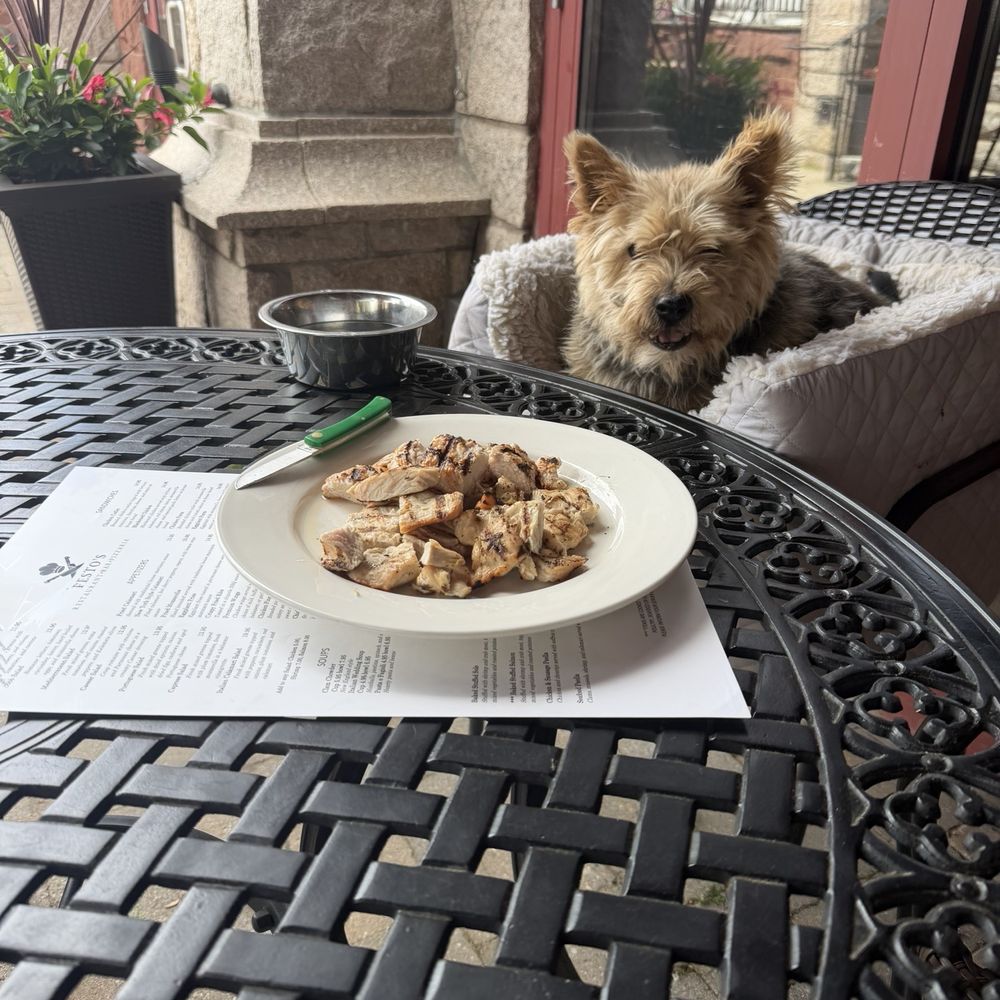 Pesto’s - Ears are up - Finn loves the chicken! - Italian Near Me - Southington, Connecticut Pesto’s - Ears are up - Finn loves the chicken! - Italian Near Me - Southington, Connecticut