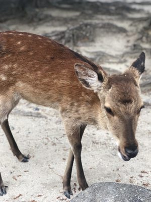 Momijidani Park by null