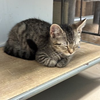 Patriot Pawsabilities - Pet Adoption Near Me - Fairfax, Virginia Patriot Pawsabilities - Pet Adoption Near Me - Fairfax, Virginia