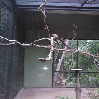 Hamilton Zoo - Marmoset - Zoos Near Me - Rotokauri, WKO