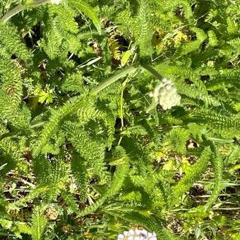 Sonoma Valley Regional Park - Wild white yarrow - Parks Near Me - Glen Ellen, California Sonoma Valley Regional Park - Wild white yarrow - Parks Near Me - Glen Ellen, California