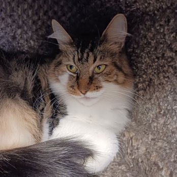 Homeless Cat Network - Kellog, the softest fluffy cat. I think of her as a cotton ball. Taken 11/3/22 - Animal Shelters Near Me Homeless Cat Network - Kellog, the softest fluffy cat. I think of her as a cotton ball. Taken 11/3/22 - Animal Shelters Near Me