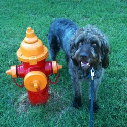 Home Run Pet Care - Charlie and his favorite stop along our walk