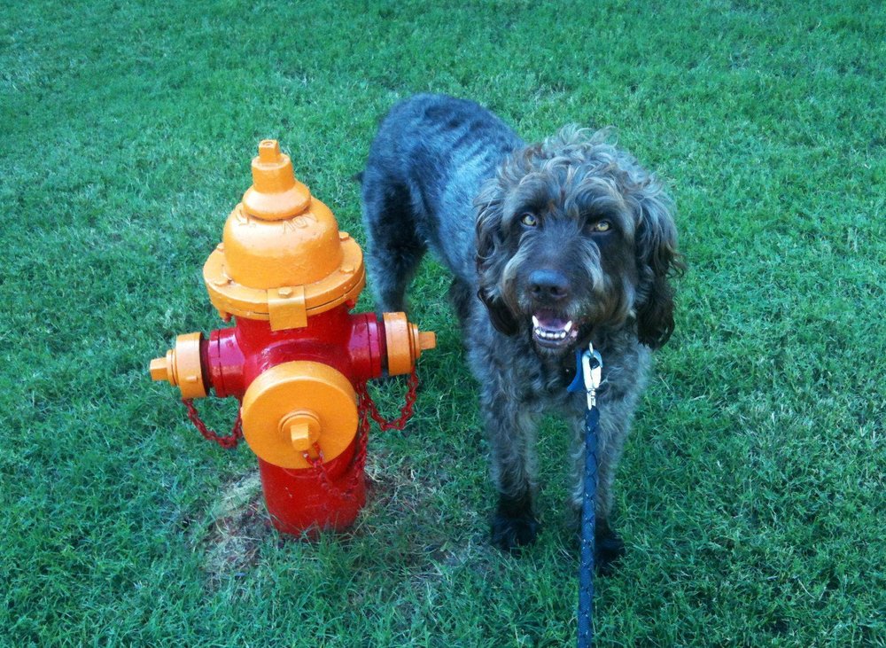 Home Run Pet Care - pet boarding facility in Nashville, TN