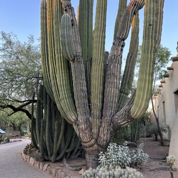Desert Botanical Garden - Botanical Gardens Near Me - Phoenix, Arizona Desert Botanical Garden - Botanical Gardens Near Me - Phoenix, Arizona