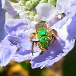 Green Cab - Green Bee Buddy