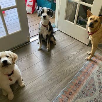 Doggie Adventures - Treat?! - Dog Walkers Near Me
