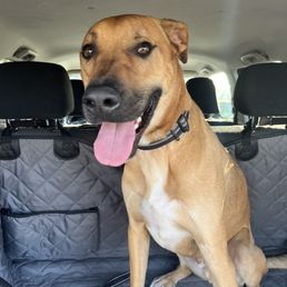 Happy dog after 3 nights staying at TopNotch Happy dog after 3 nights staying at TopNotch