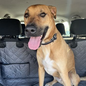 Top Notch Kennels - Happy dog after 3 nights staying at TopNotch - Pet Training Near Me - Modesto, California Top Notch Kennels - Happy dog after 3 nights staying at TopNotch - Pet Training Near Me - Modesto, California