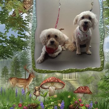 Rub-A-Dub Doggie Spaw - Pet Groomers Near Me - murrieta, California