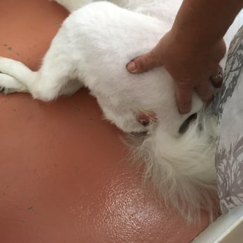 Shampooch NY - Pet Groomers Near Me - Staten Island, New York Shampooch NY - Pet Groomers Near Me - Staten Island, New York