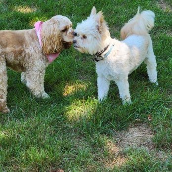 Dogology University - Pet Training Near Me - Canton, Michigan Dogology University - Pet Training Near Me - Canton, Michigan