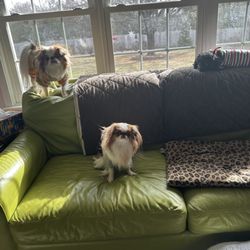 Tailored Tail Sitters - Client's dogs