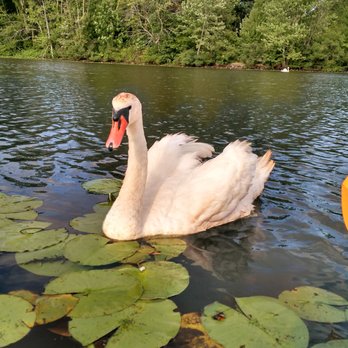 Paddle Boston - A swan just doing swan things - Paddleboarding Near Me - Waltham, Massachusetts Paddle Boston - A swan just doing swan things - Paddleboarding Near Me - Waltham, Massachusetts