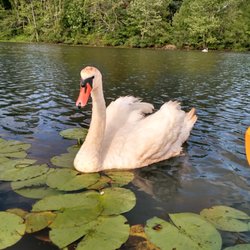 Paddle Boston - Moody Street Dam - A swan just doing swan things