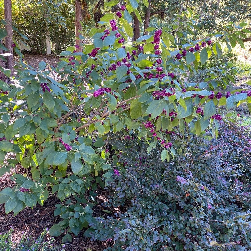 Columbus Botanical Garden - Flowers - Botanical Gardens Near Me - Columbus, Georgia