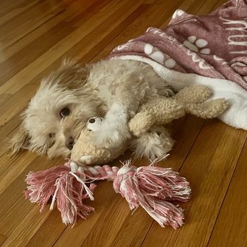 Puppy Guyz - Pet Breeders Near Me Puppy Guyz - Pet Breeders Near Me
