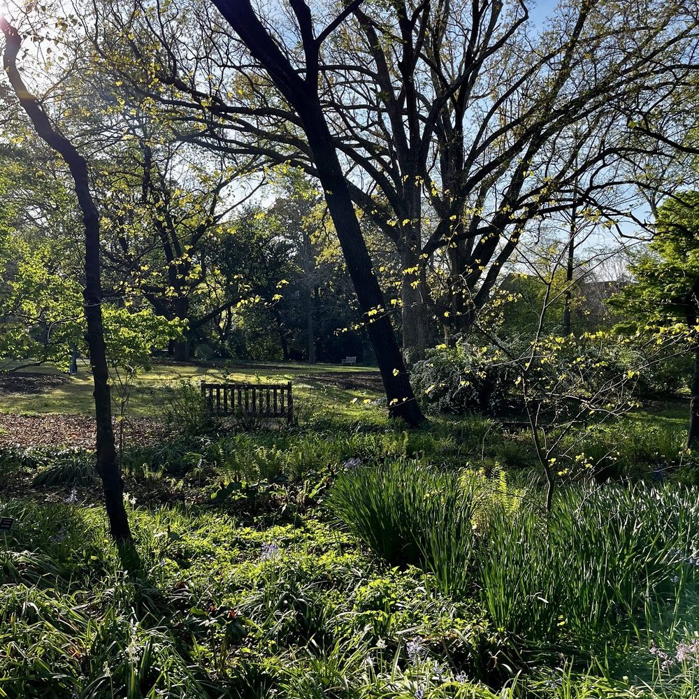Coker Arboretum - Botanical Gardens Near Me - Chapel Hill, North Carolina