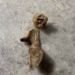 China Garden - Bone and cartilage from something a lot smaller than a cow