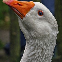 Freilichtmuseum Am Kiekeberg - Stolze Gans! (08/2016)