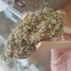 Mr. Nice Guy - Jack Herer