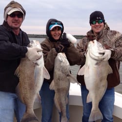 Peregrine Charters - These monster black drum were on at one time.