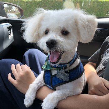 Doggy Land Grooming - After! - Pet Groomers Near Me - Downey, California Doggy Land Grooming - After! - Pet Groomers Near Me - Downey, California