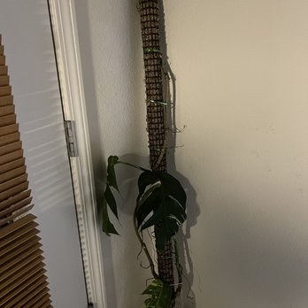 Succulents Empire - You paid $605 for this!? - Nurseries & Gardening Near Me - Orlando, Florida Succulents Empire - You paid $605 for this!? - Nurseries & Gardening Near Me - Orlando, Florida
