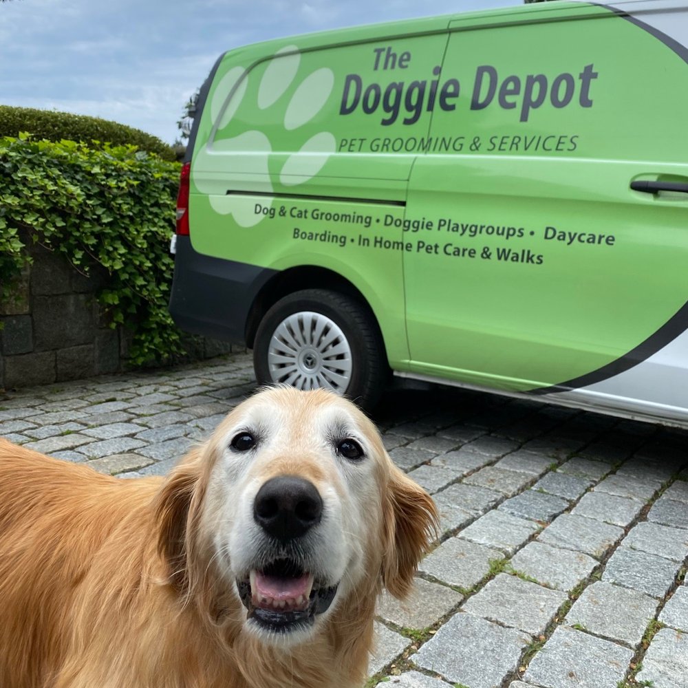 The Doggie Depot - Ben in front of the school bus - Pet Groomers Near Me - Beverly, Massachusetts