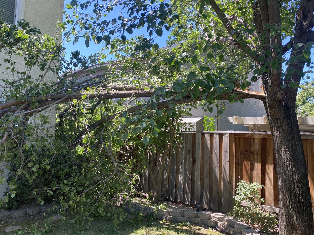 Lopez Tree Service - tree service in Sacramento, CA