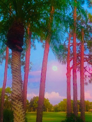 Palmetto-Pine Country Club by null
