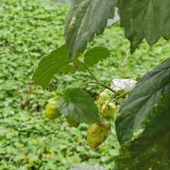 GoodLot Farmstead Brewing Co - So nice to see the produce that's going into the beer you're drinking - Breweries Near Me - Caledon, Ontario GoodLot Farmstead Brewing Co - So nice to see the produce that's going into the beer you're drinking - Breweries Near Me - Caledon, Ontario