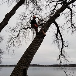 Tree Trimmers