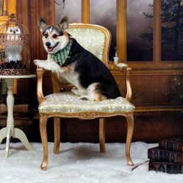 My corgi Boba of House Slobberin, at Dogwarts.