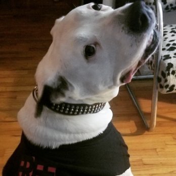 TrueCare for pets - Bacon in his prime. - Veterinarians Near Me - Studio City, California