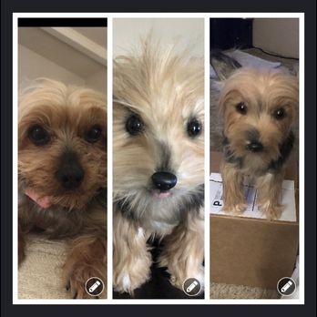 Cuddle Clones - Pet Stores Near Me - Akron, Ohio Cuddle Clones - Pet Stores Near Me - Akron, Ohio