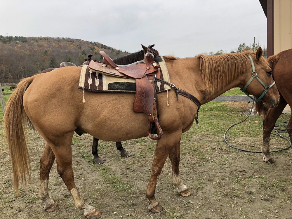 Cinch ‘em Up Stables Horseback Riding - equestrian in Stephentown, NY