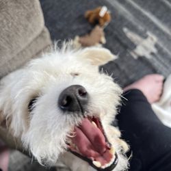 No Dogs Left Behind - Hobbit fostered for NDLB