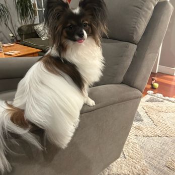 Everything Dog - Bodhi showing off his styling cut and blow dry !!   He looks amazing!!  Thank you Franki he looks gorgeous! - Pet Groomers Near Me - Canton, Massachusetts