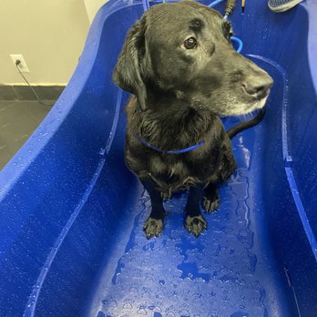 D.I.Y Pet Self Wash - My pup in one of the tubs! - Pet Stores Near Me - Reseda, California D.I.Y Pet Self Wash - My pup in one of the tubs! - Pet Stores Near Me - Reseda, California