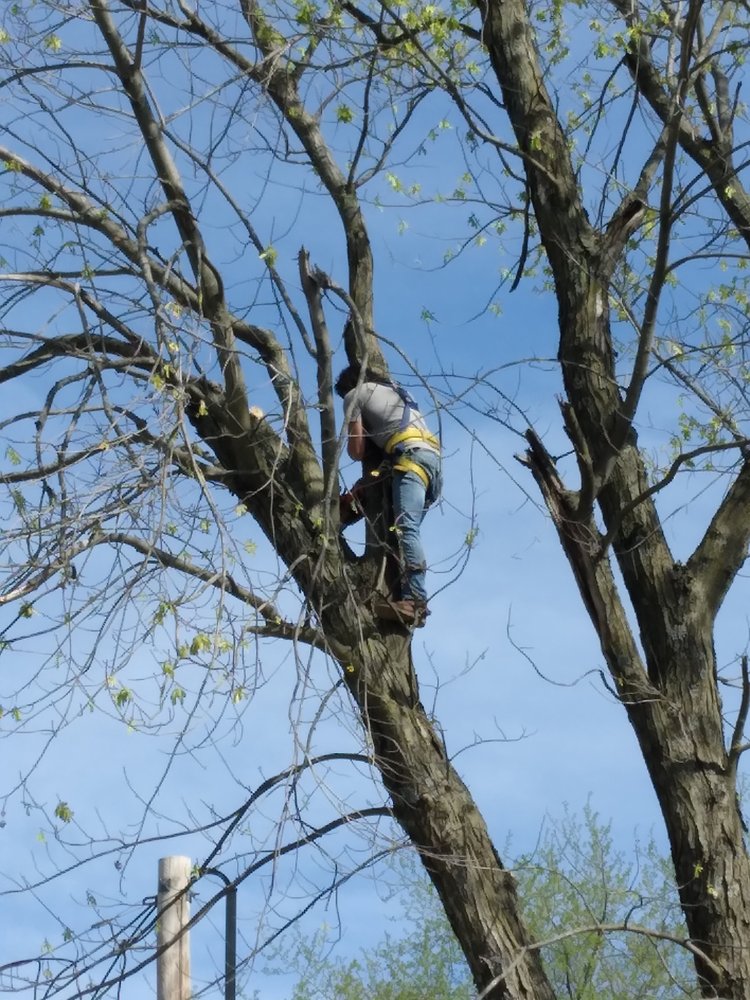 AMERICAN ARBORIST 11 Photos Joplin, Missouri Tree Services