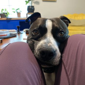 Kaizen Canine - Durp - Pet Training Near Me