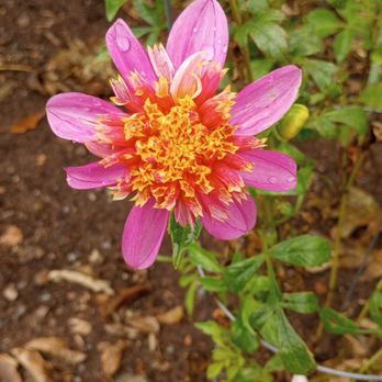 Halifax Public Gardens - Botanical Gardens Near Me - Halifax, Nova Scotia