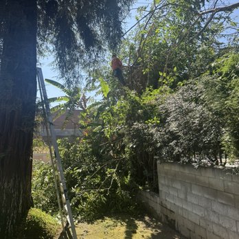 Pachecos tree service - Tree Services Near Me Pachecos tree service - Tree Services Near Me