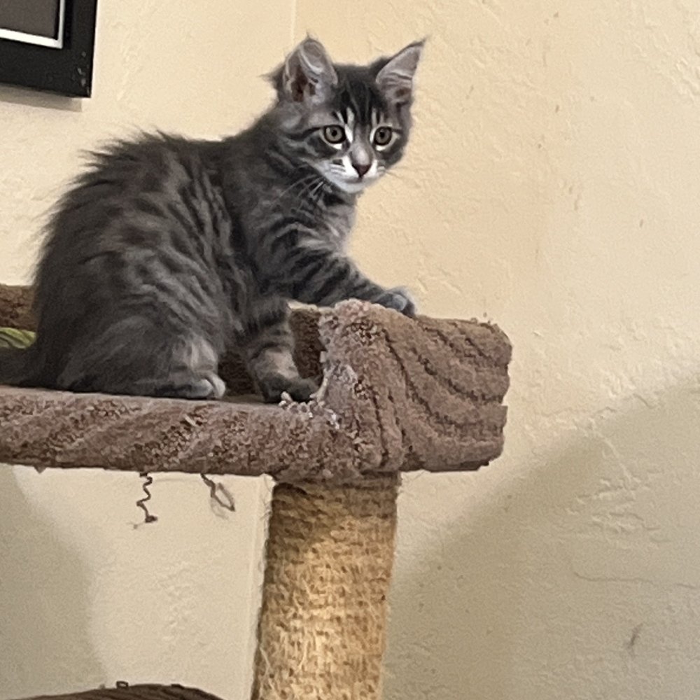HART - Animal Shelters Near Me - Cambria, California
