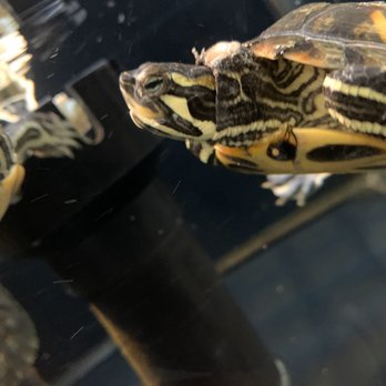 Petco - 2 out of 3 turtles with open neck wound - Pet Stores Near Me - Prescott, Arizona Petco - 2 out of 3 turtles with open neck wound - Pet Stores Near Me - Prescott, Arizona