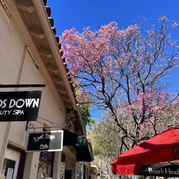 The Last Drop Cafe - Outside ( lovely blooming tree) - Bakeries Near Me - Claremont, California